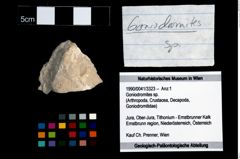 Foto (Objekt + Etikett) von Goniodromites sp.  (NHMW-GEO-1990-0041-3323)